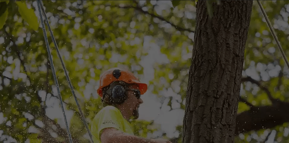 Tree Removal Melbourne – Pctrees