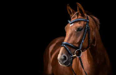 Eileen Douglas Tack Shops Ltd
