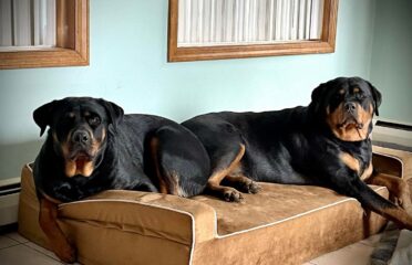 Bully Beds