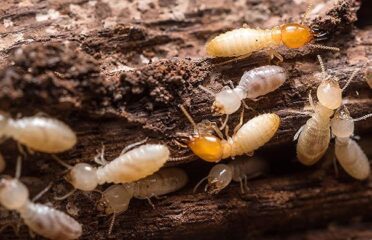 Houseguard Pest Management