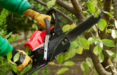 Tree Removal Cabramatta – Alex Tree and Garden Services