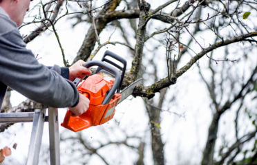 Tree Removal Claymore – Alex Tree and Garden Services