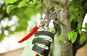 Soft Landscaping Blacktown – Alex Tree and Garden Services