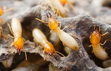 Commercial Pest Control – Bug Free Pest Control