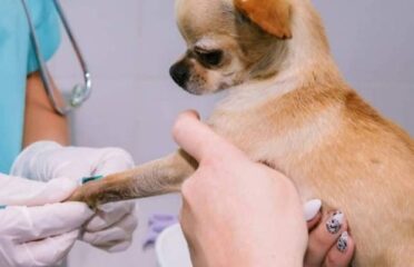 242 Animal Hospital