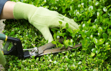 Gardening Roselands – Alex Tree and Garden Services