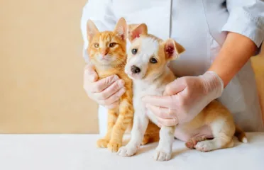 Chatswood Veterinary Clinic