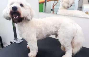 Puppy Play Ground