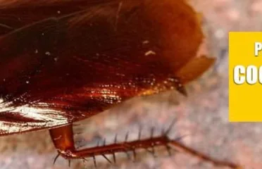 Cockroach Control – Knockdown Pest Control
