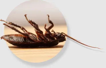 Cockroach Pest Control Sydney – LoanOptions.ai